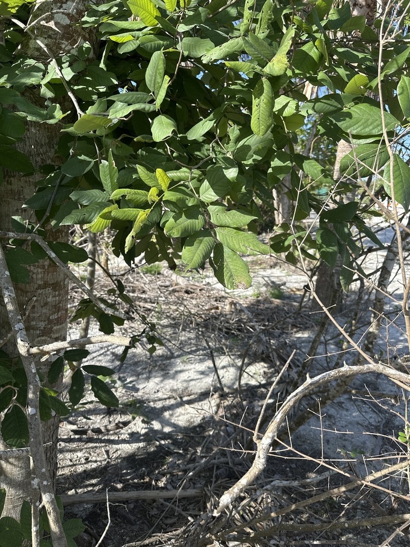 Florida Fishpoison Tree photo 8