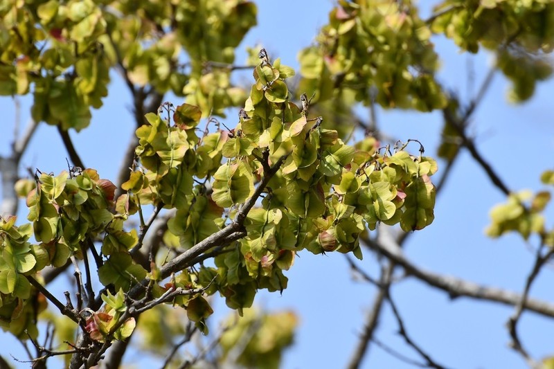Florida Fishpoison Tree photo 9