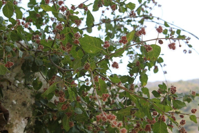 Mexican Devil's-Claws photo 2