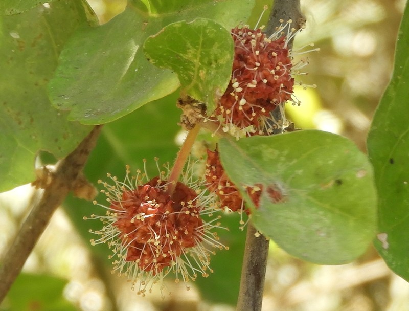 Mexican Devil's-Claws photo 3