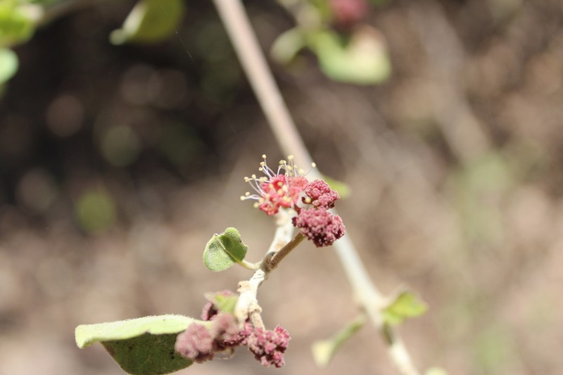 Mexican Devil's-Claws photo 4