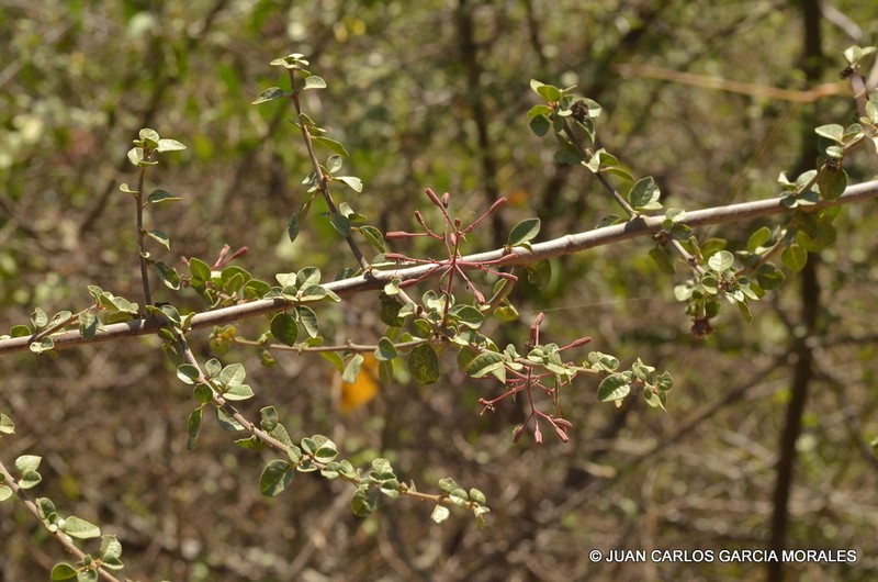 Mexican Devil's-Claws photo 5