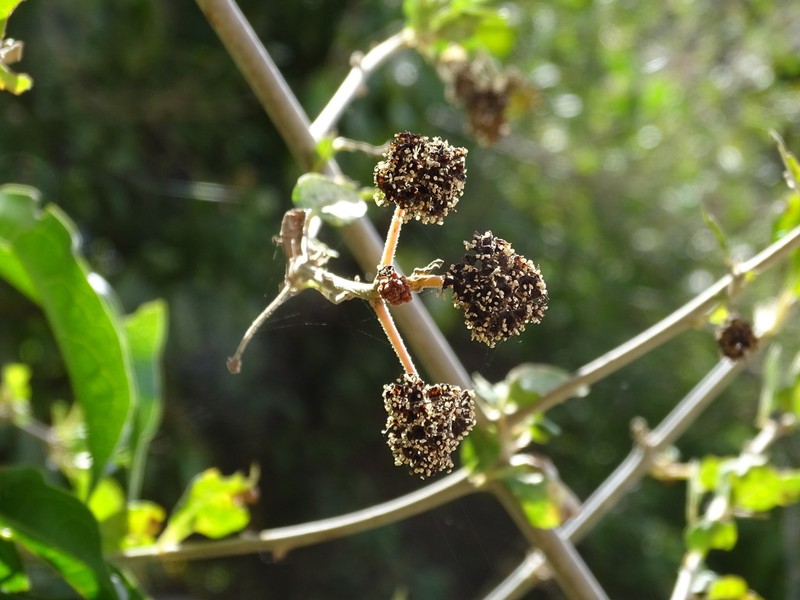 Mexican Devil's-Claws photo 6