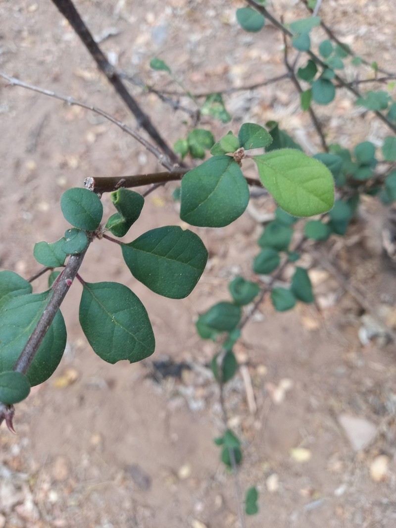 Mexican Devil's-Claws photo 8
