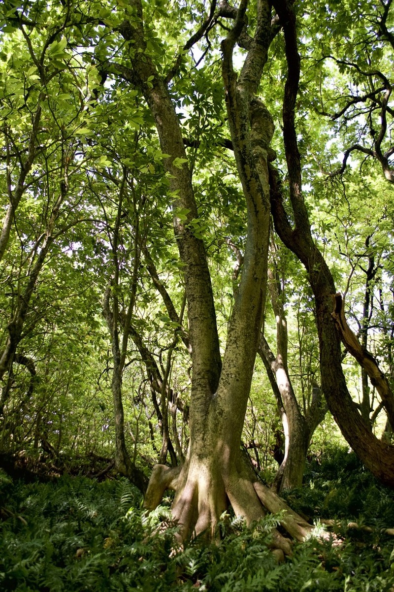 Grand Devil's-Claws photo 2