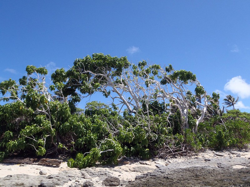 Grand Devil's-Claws photo 4