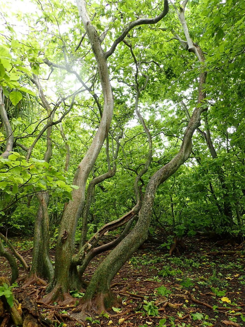 Grand Devil's-Claws photo 5