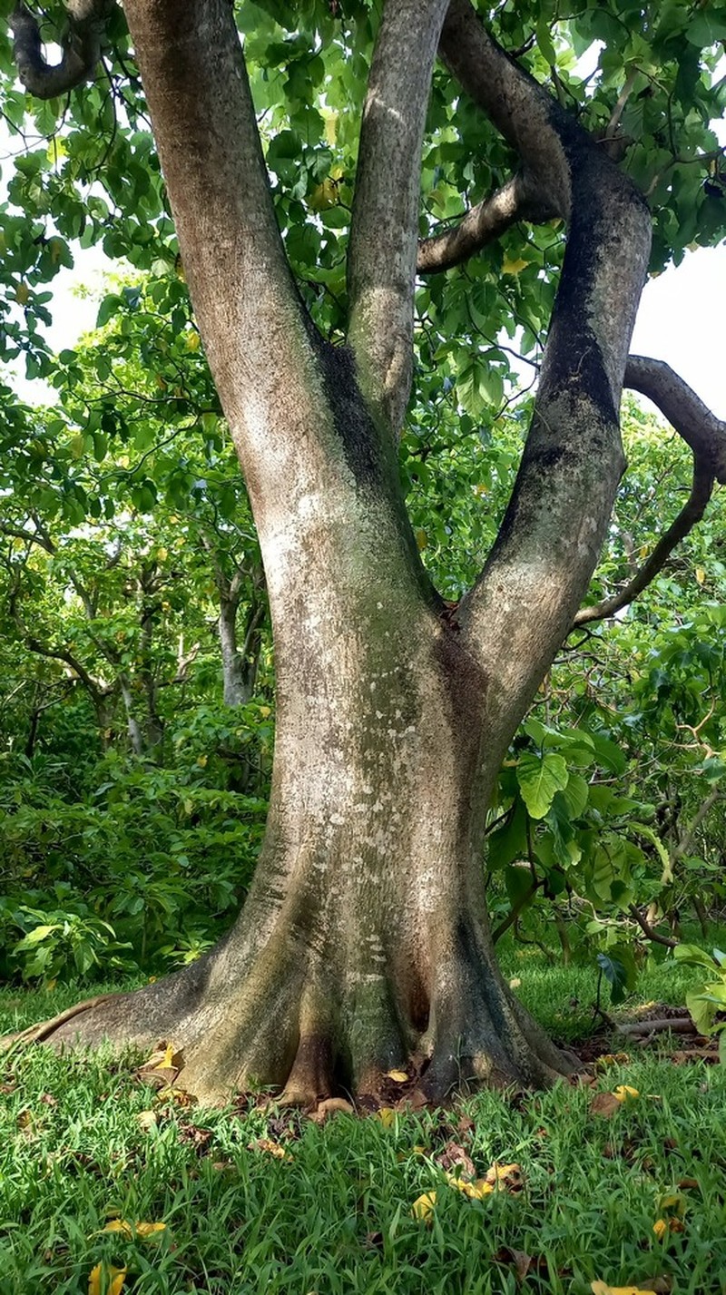 Grand Devil's-Claws photo 7