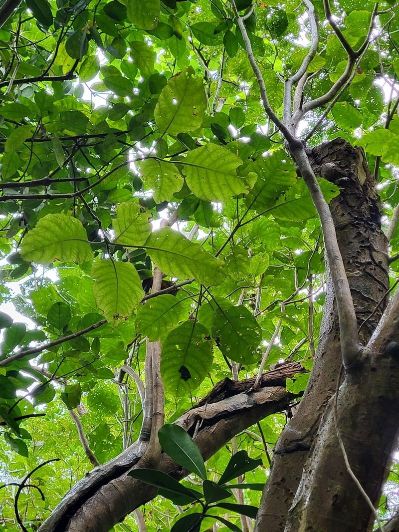Pisonia horneae
