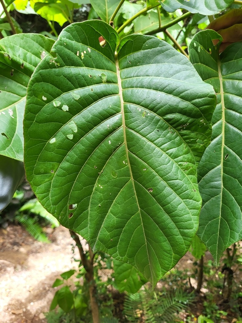 Pisonia horneae photo 2