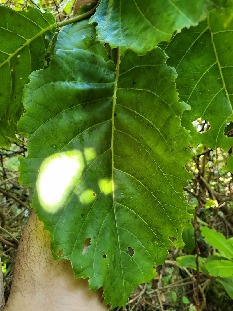 Pisonia horneae photo 3