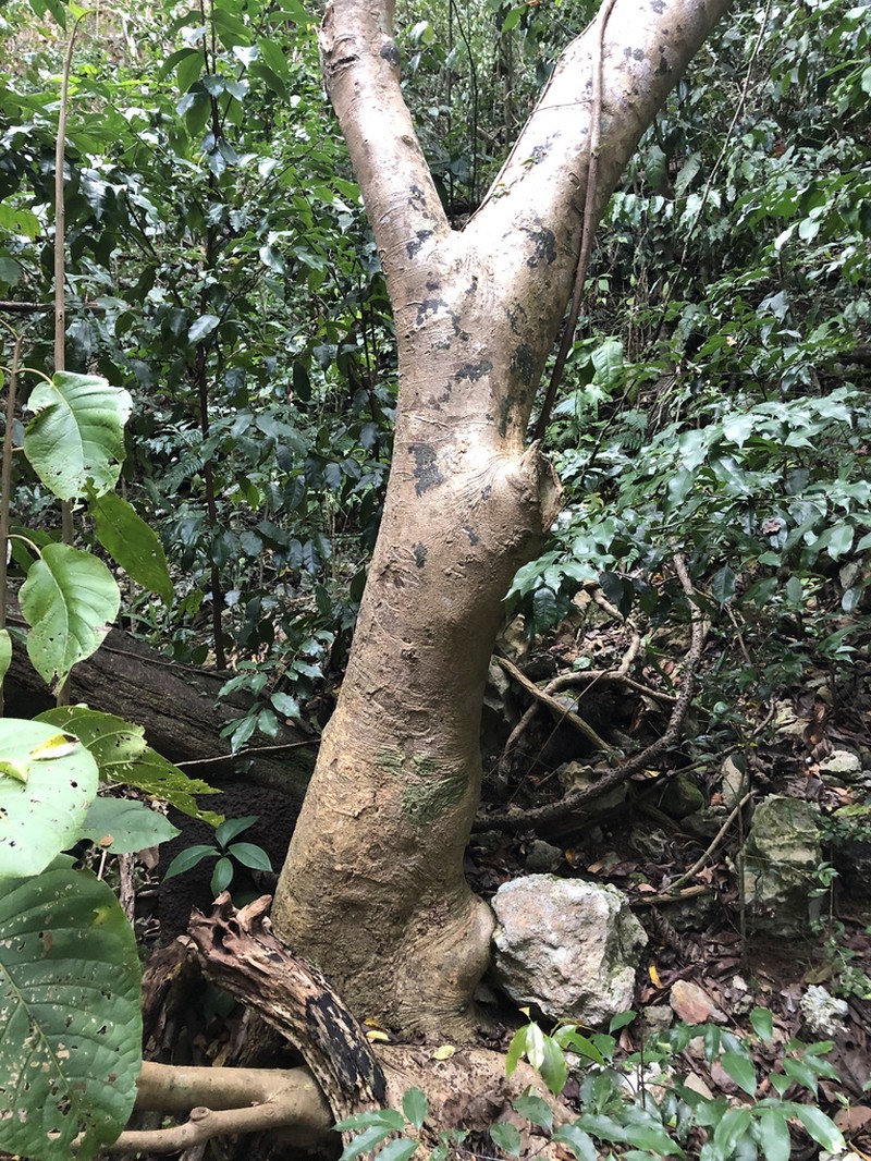 Pisonia horneae photo 4