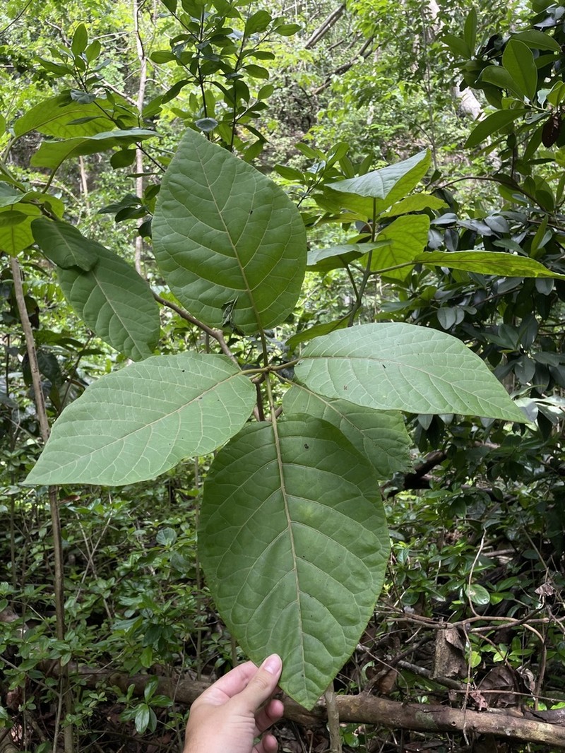 Pisonia horneae photo 5