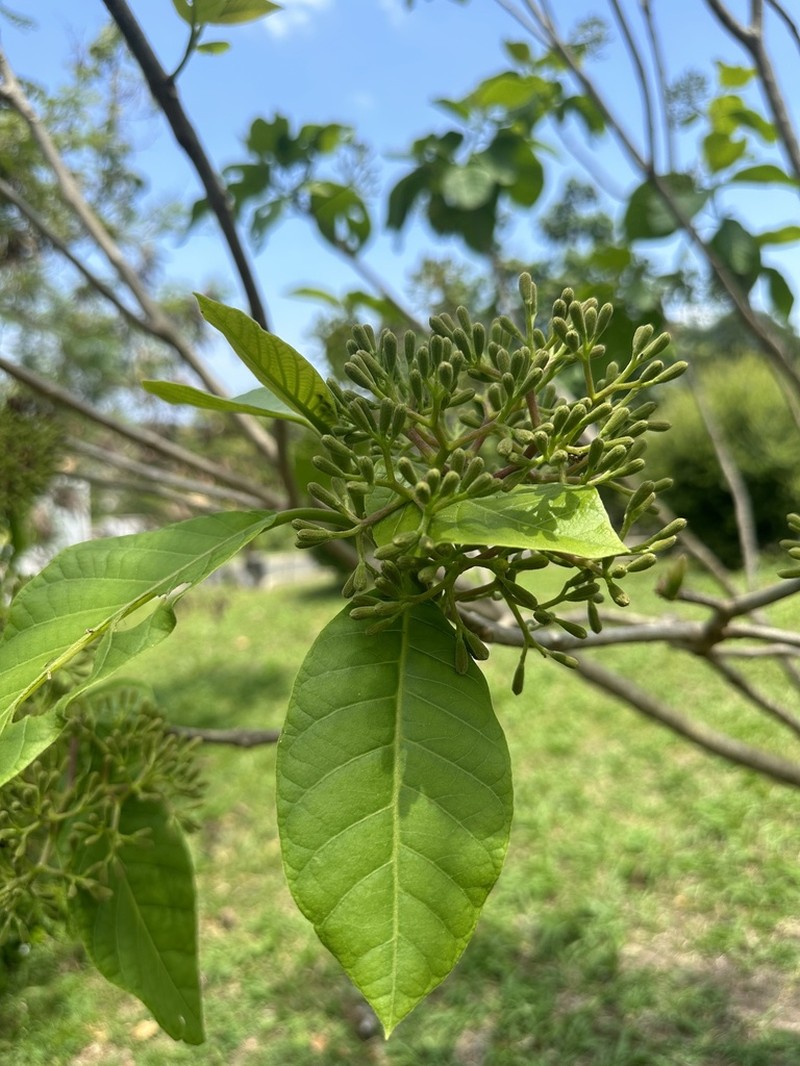 Pisonia horneae photo 6