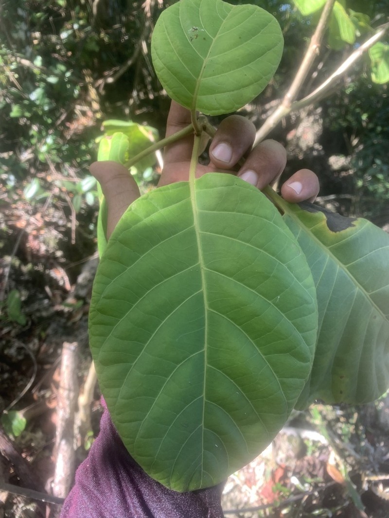 Pisonia horneae photo 7