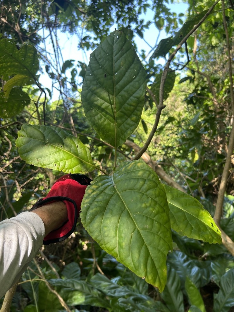 Pisonia horneae photo 8