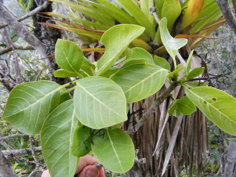 Pisonia jamaicensis
