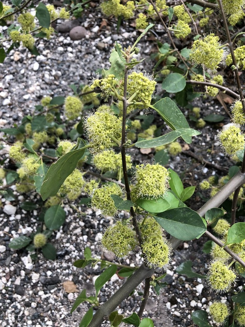 Pisonia jamaicensis photo 2