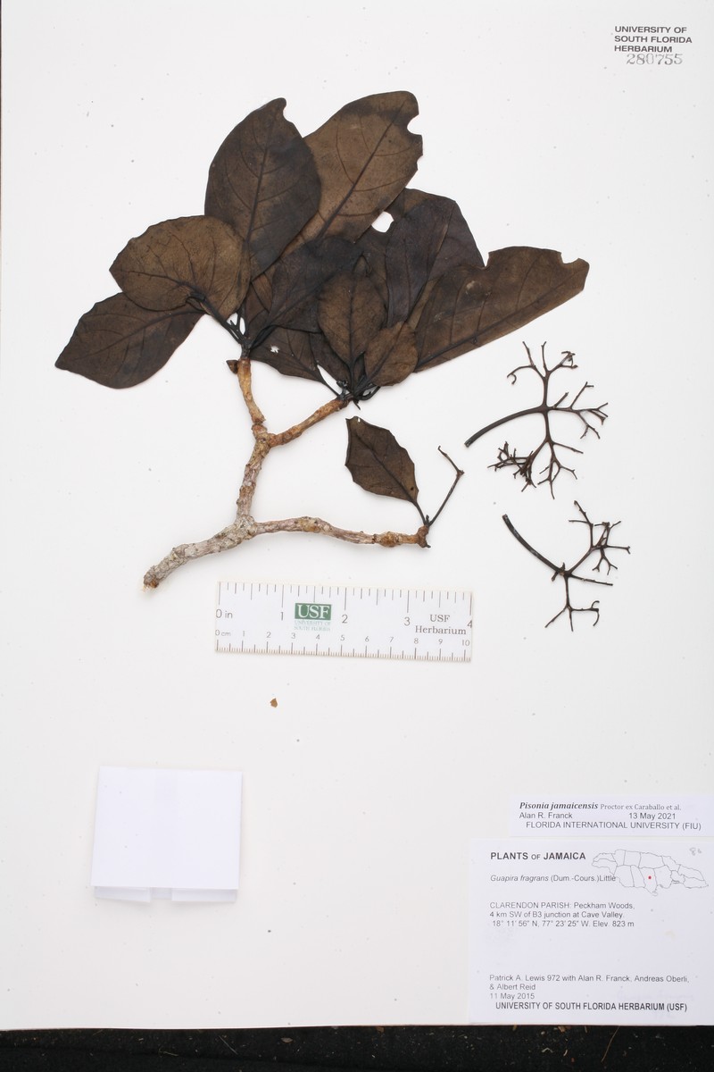 Pisonia jamaicensis photo 4