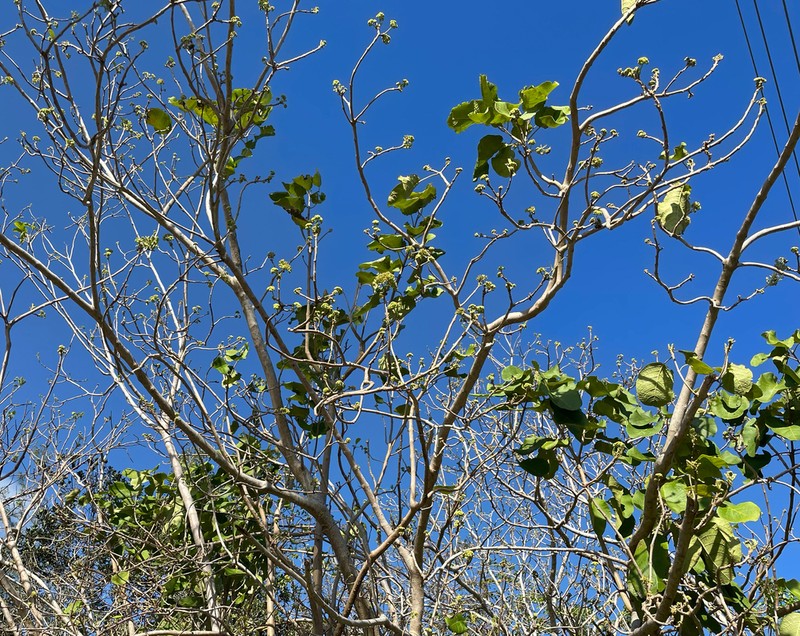 Pisonia margaretiae