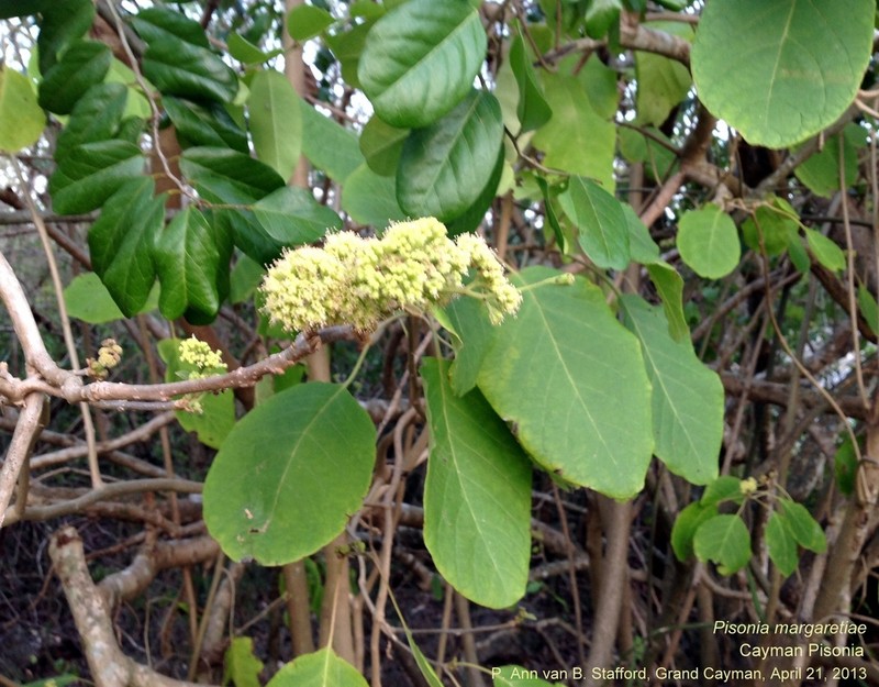 Pisonia margaretiae photo 2
