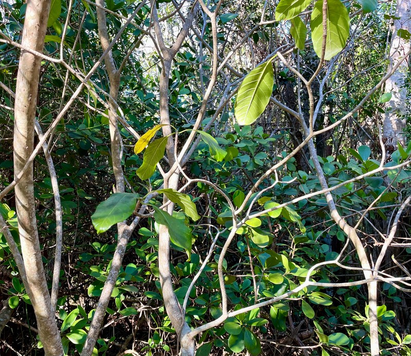 Pisonia margaretiae photo 3
