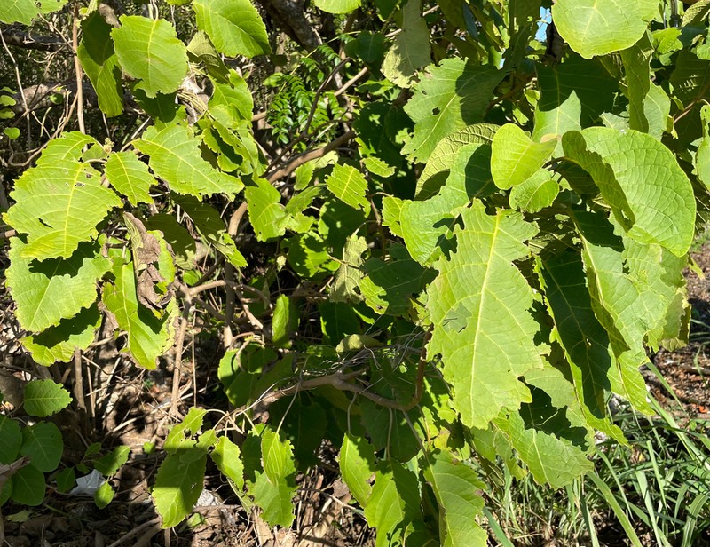 Pisonia margaretiae photo 4
