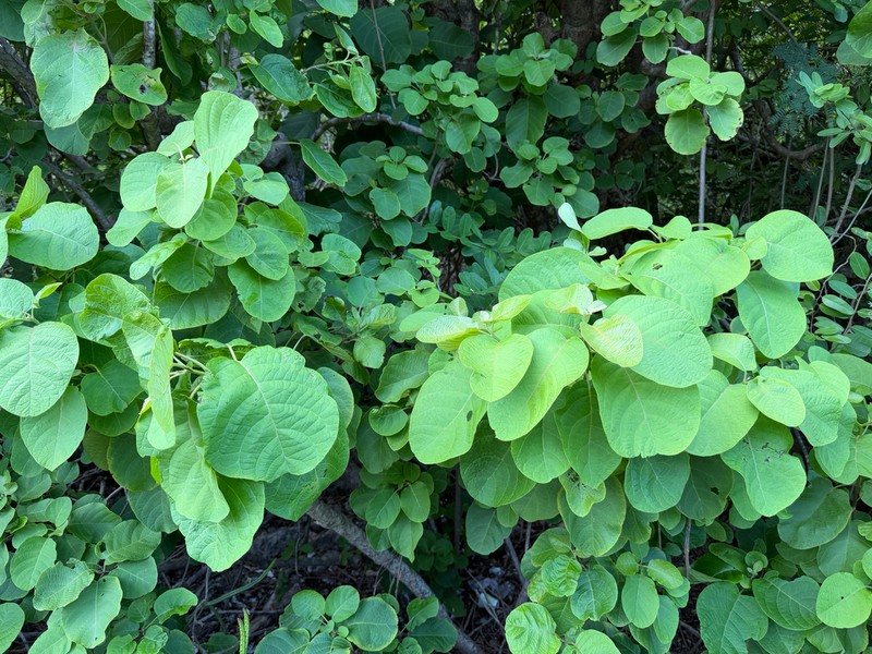 Pisonia margaretiae photo 5