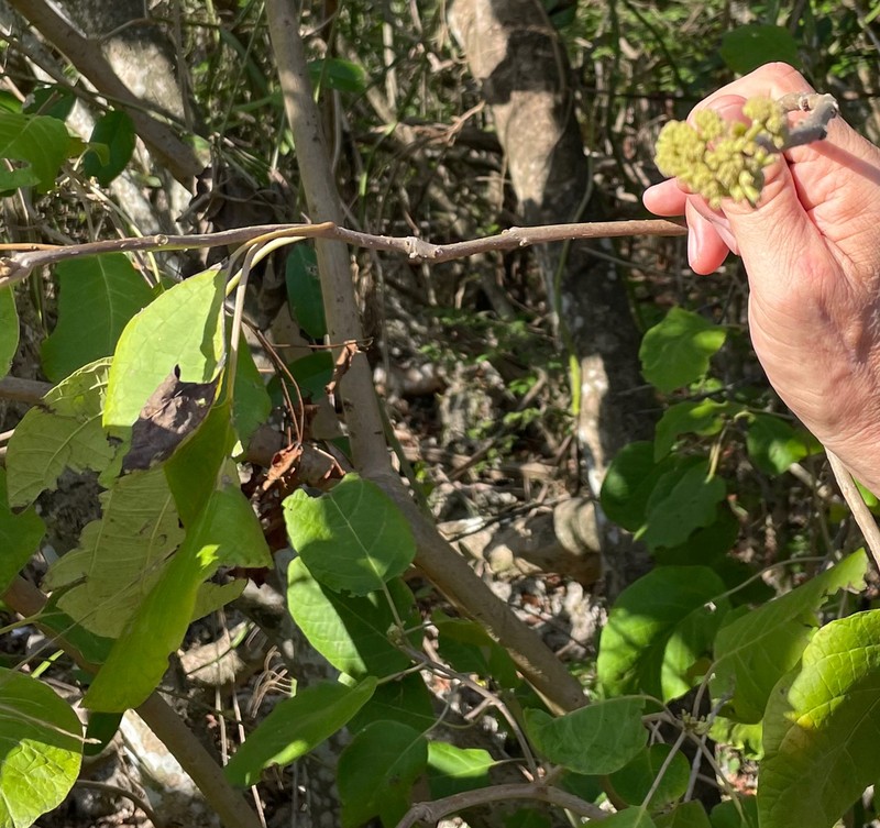 Pisonia margaretiae photo 6