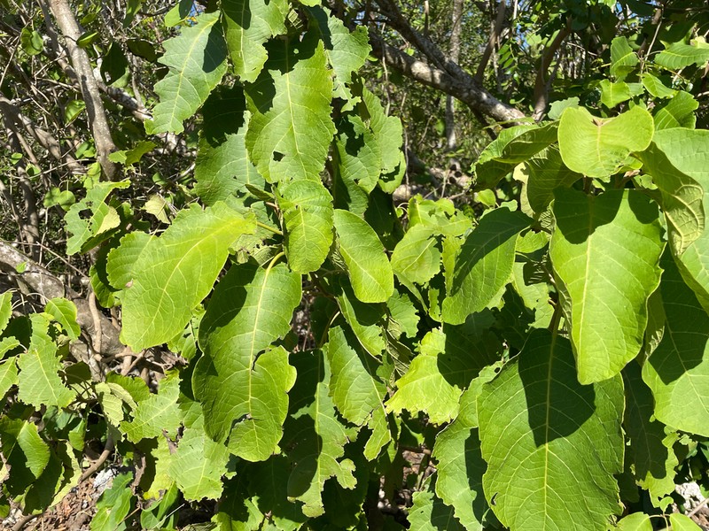 Pisonia margaretiae photo 7