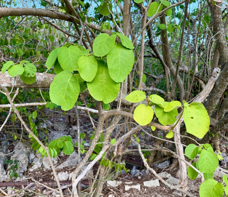 Pisonia margaretiae photo 8