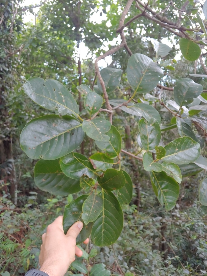 Pisonia roqueae