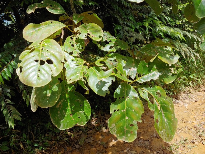 Pisonia roqueae photo 2