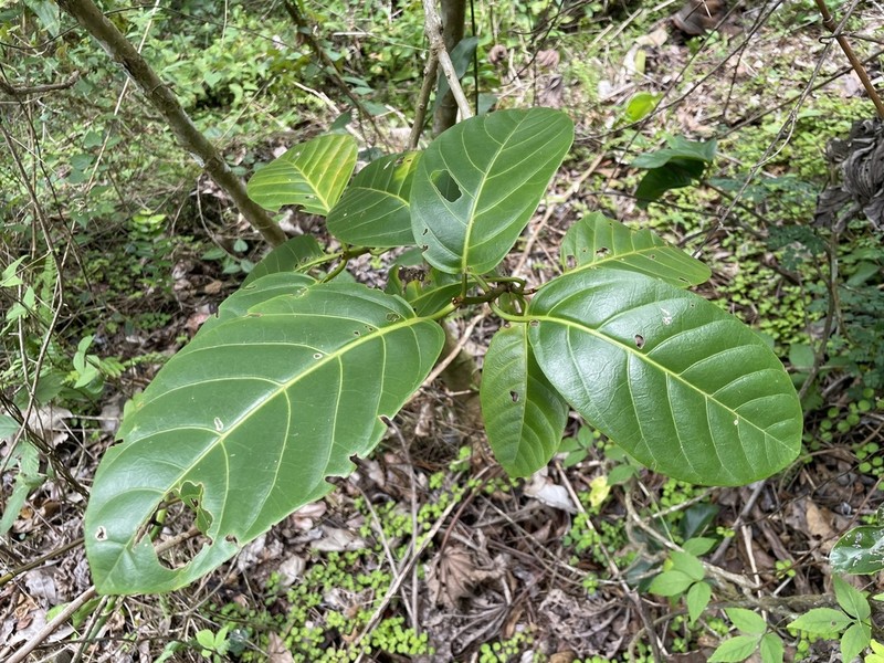 Pisonia roqueae photo 3