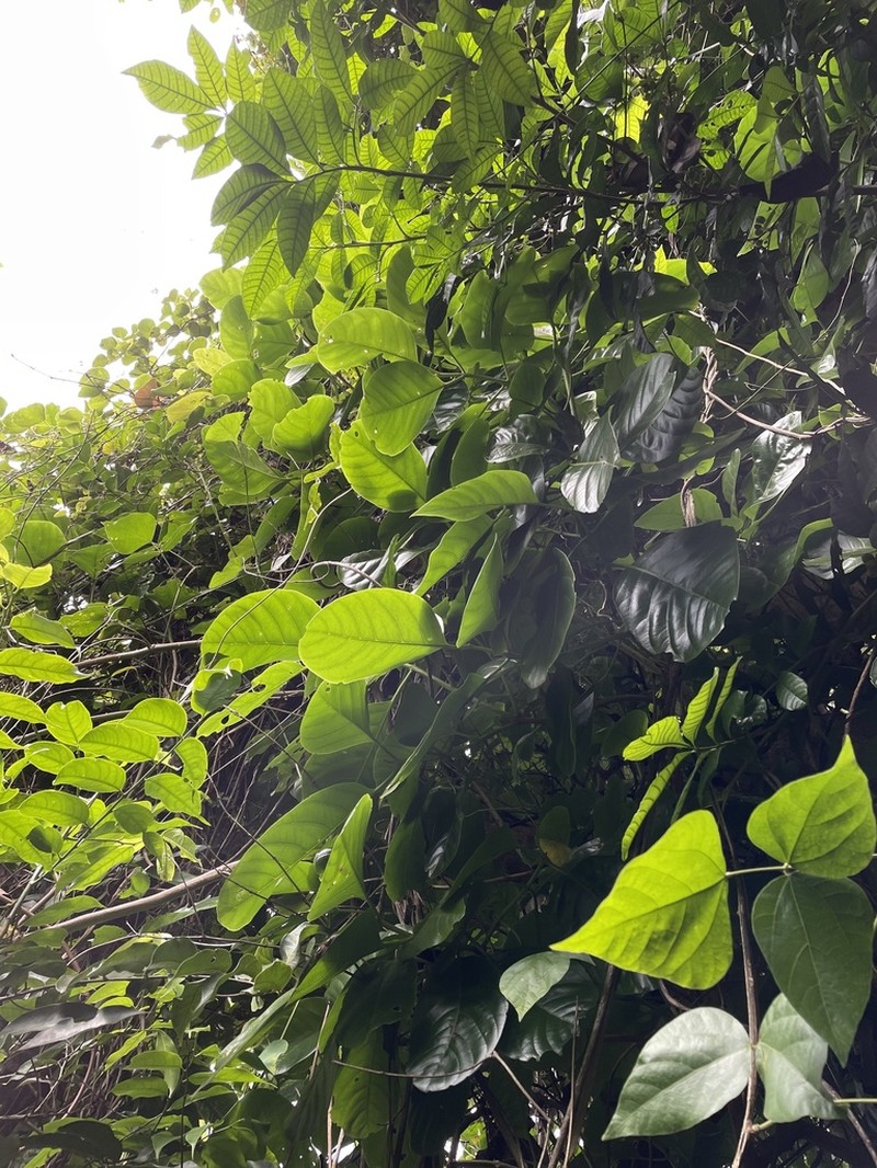 Pisonia roqueae photo 4