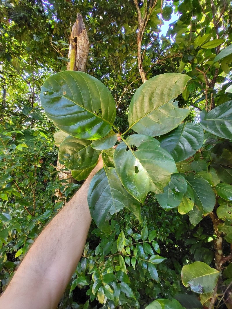Pisonia roqueae photo 5