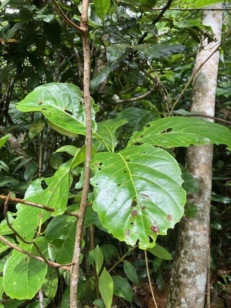 Pisonia roqueae photo 6