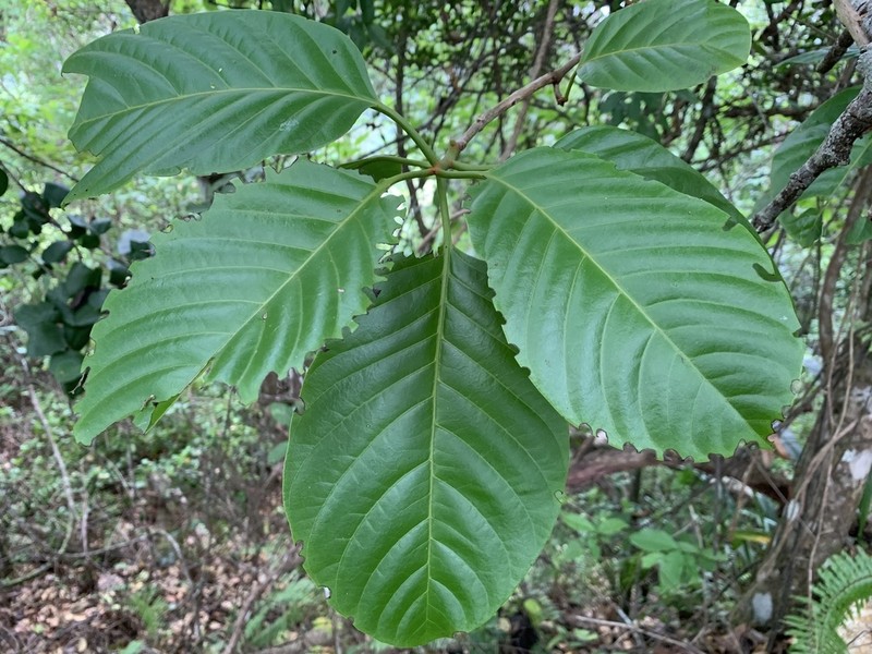 Pisonia roqueae photo 7