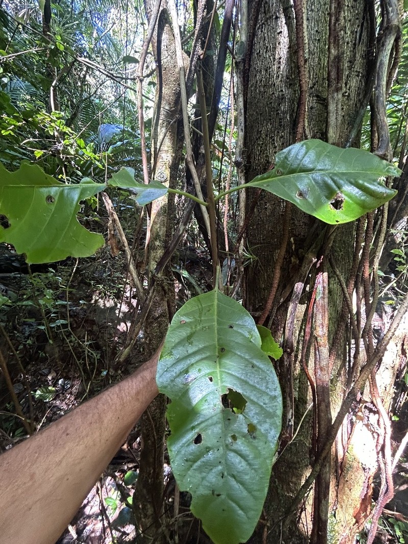 Pisonia roqueae photo 8