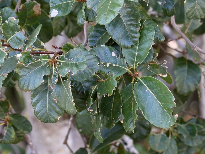 Smooth Devil's-Claws photo 3