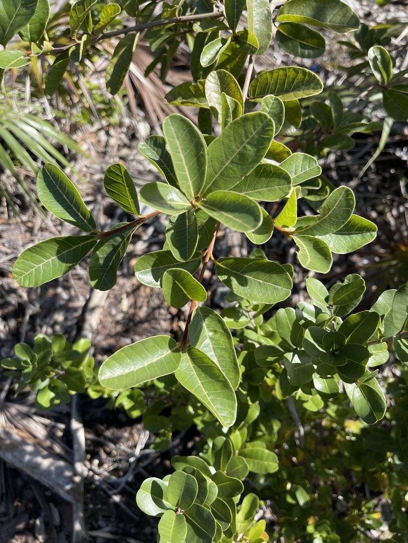 Smooth Devil's-Claws photo 4