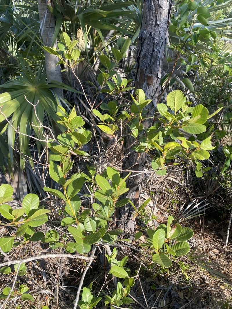 Smooth Devil's-Claws photo 5