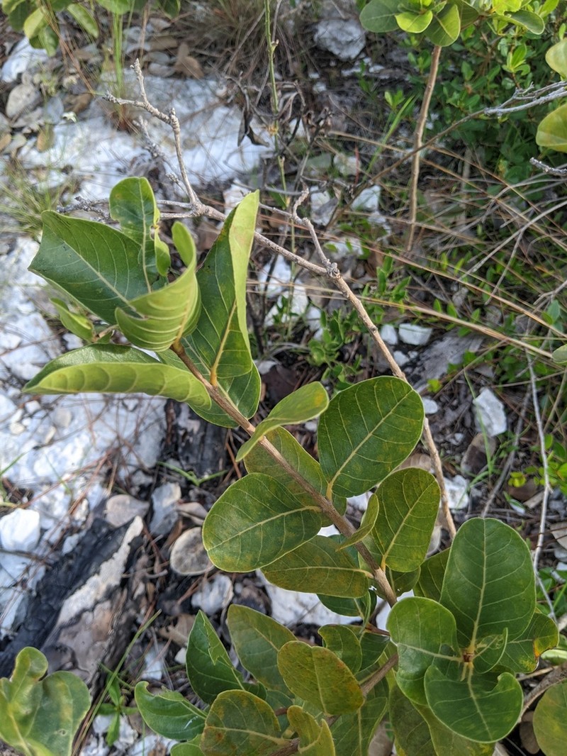 Smooth Devil's-Claws photo 6