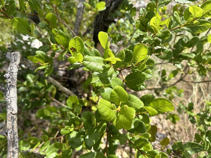Smooth Devil's-Claws photo 7