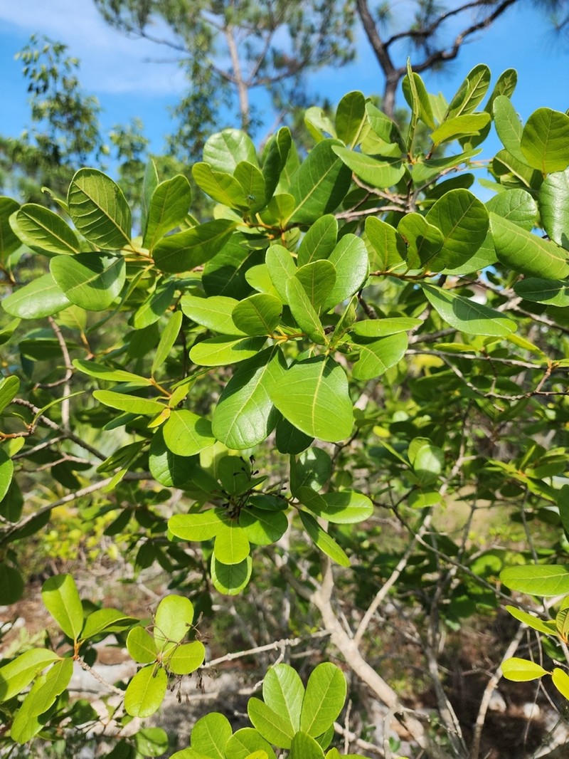 Smooth Devil's-Claws photo 8