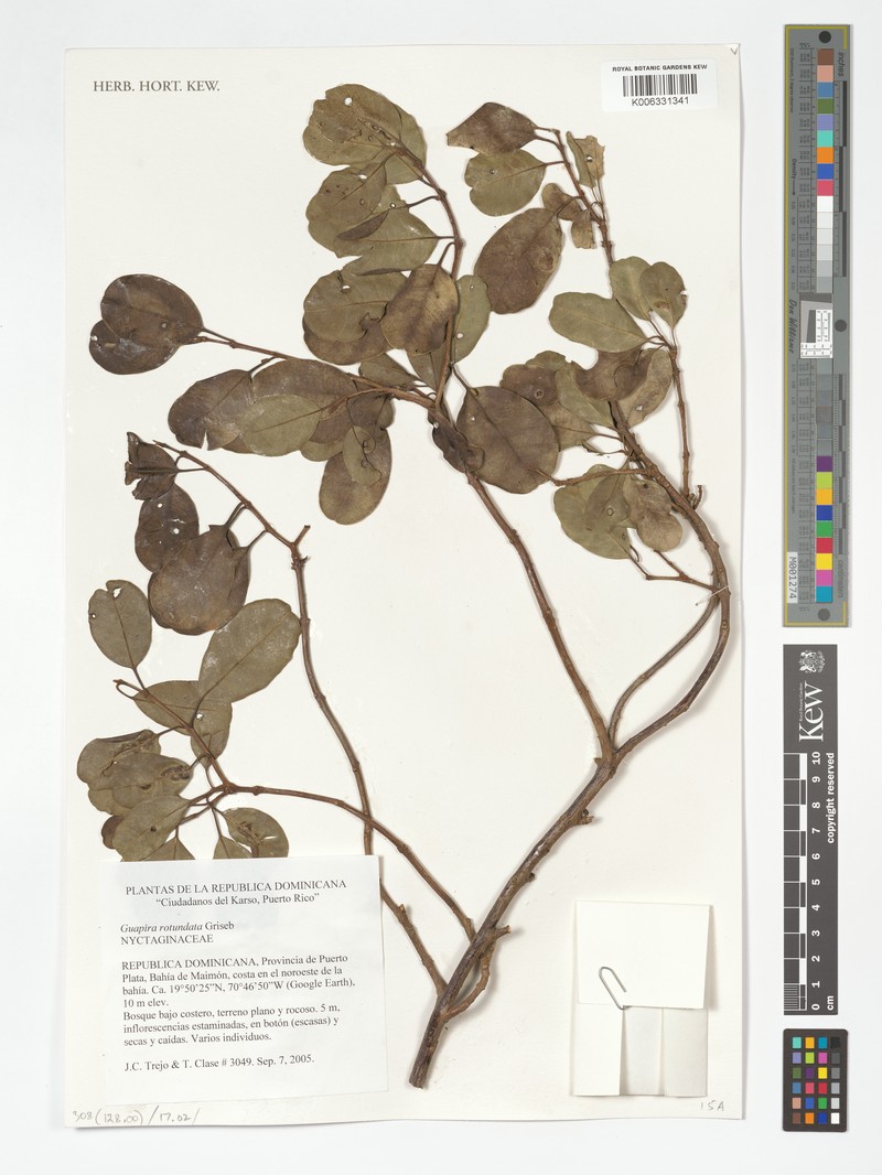 Pisonia rotundata subsp. rotundata