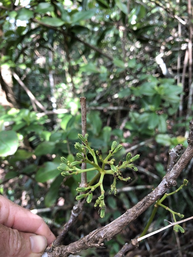 Taino Pisonia