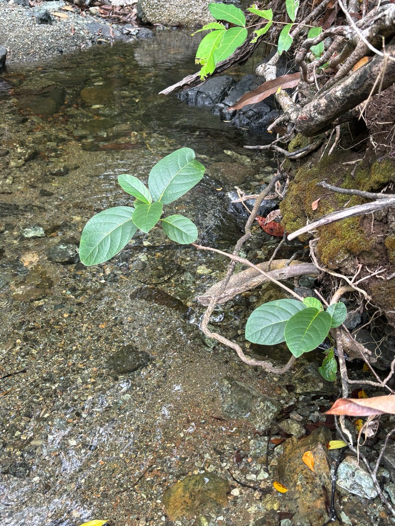 Taino Pisonia photo 4