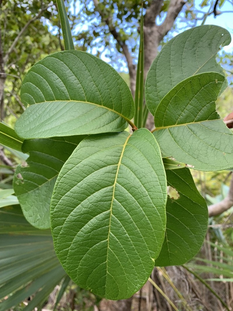 Taino Pisonia photo 5