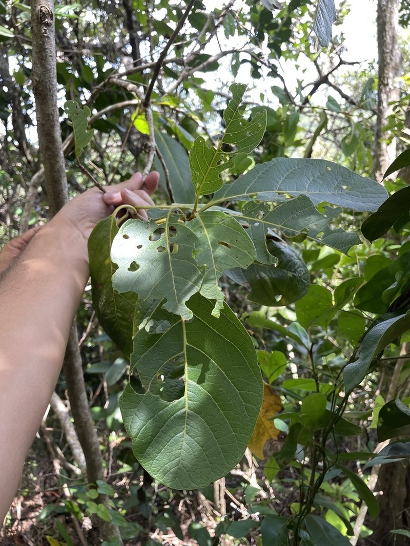 Taino Pisonia photo 6